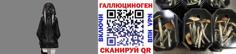 где купить   Десногорск  Галлюциногенные грибы Psilocybe 